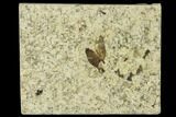 Bargain, Fossil March Fly (Plecia) - Green River Formation #135886-1